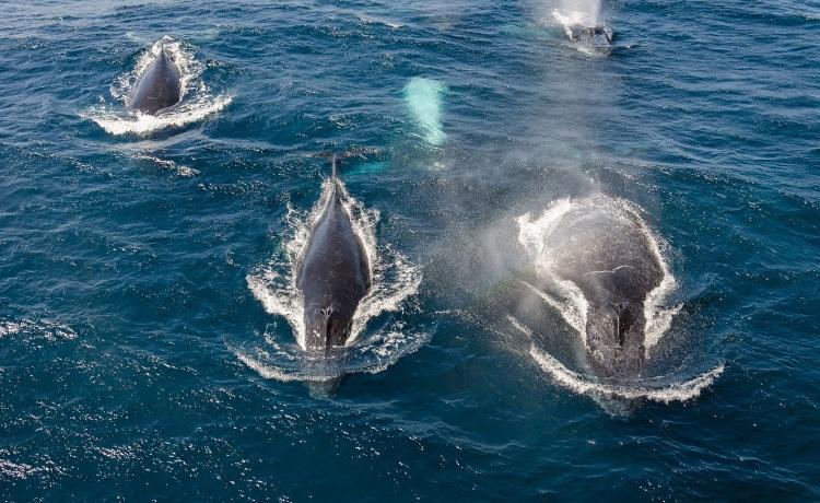 ballenas-4